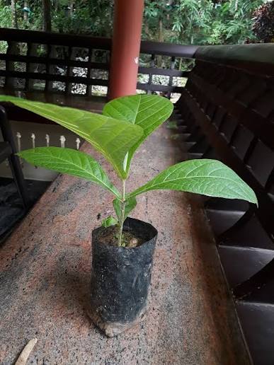 Teak Wood (1 ft) Plants — Teak sapling available at Agro Nursery Garden